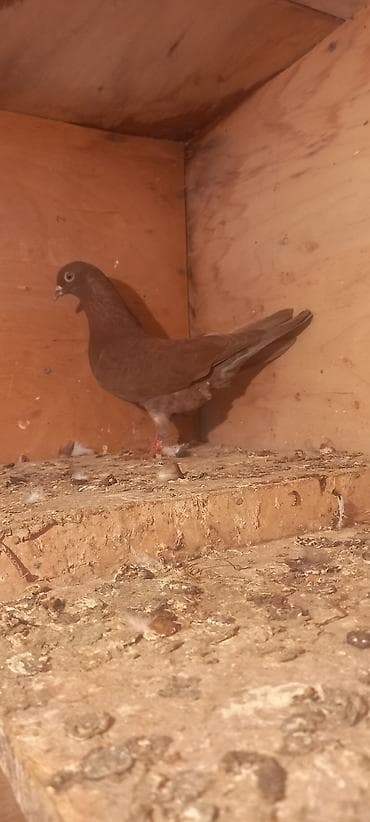 dovsan: Erkəy — 4