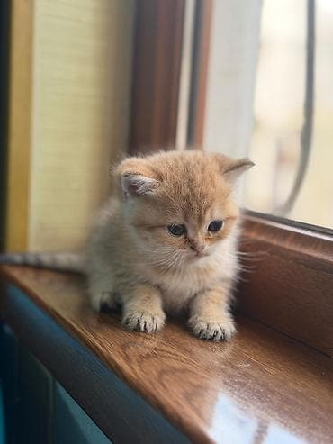 pekines it satisi: Erkək, Dişi, Yaxşı əllərə, Ünvandan götürmə, Pulsuz çatdırılma, Ödənişli çatdırılma — 3