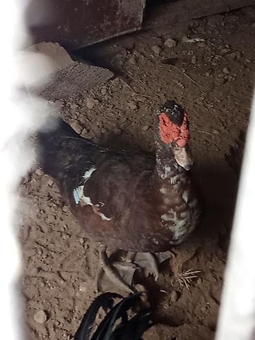 bulbul quşu: Erkek 1yas4ayliqdi real aliciya endirim.olacaq ünvan Bakı kurdaxani — 3