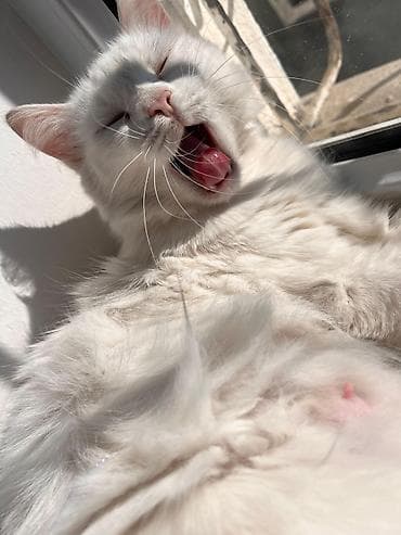 goyərcin şəkilləri: Türk anqora, Dişi, Yaxşı əllərə — 2