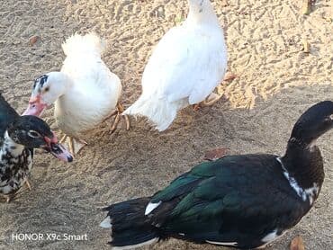 ördək balası satışı: 12 eded lal.ordek.satilir hamsi bir yerde wp aktivdi — 3