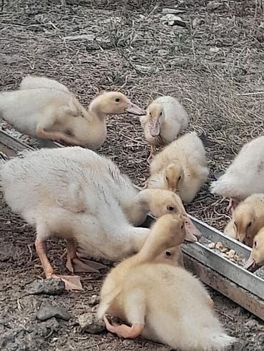Heyvanlar: 21 günlüy kuban ördeyleri satılır cemi 33 denedi hamısını alana — 4