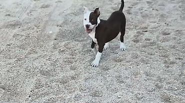 en gozel it adlari: Pitbul, 9 ay, Dişi, Ödənişli çatdırılma — 3