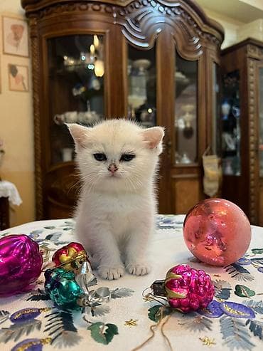 ev pişiki: Şotland, Erkək, Dişi, Yaxşı əllərə, Ünvandan götürmə, Pulsuz çatdırılma, Ödənişli çatdırılma — 7