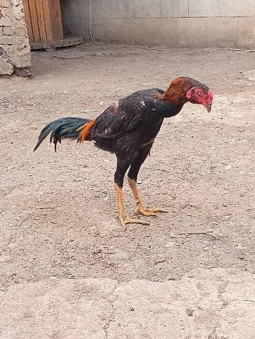 balaca heyvanlar: Salam aleykum herkese heyratı colpası satlr temız shamodu 7 ayna teze — 5