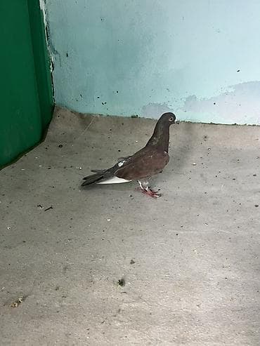 Erkəkdi. Tutulmaa. Ünvan sabunçu