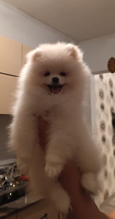 Gəmiricilər: Şpitz, 3 ay — 3