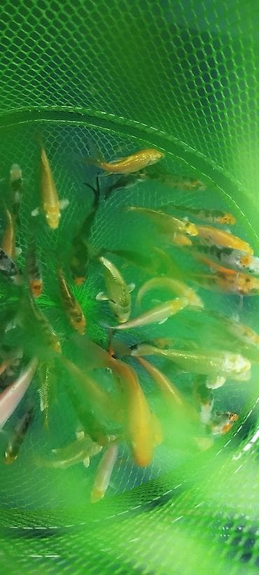 zvanok it satilir: Koi, Sülhsevər, Ödənişli çatdırılma — 7