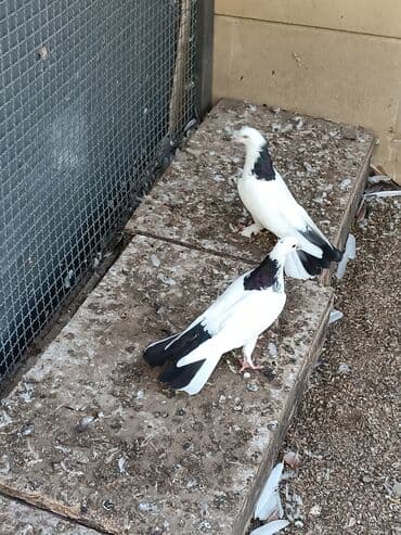 goyercin yuvasi satilir: Ikisidə erkəydi biri 45m — 2