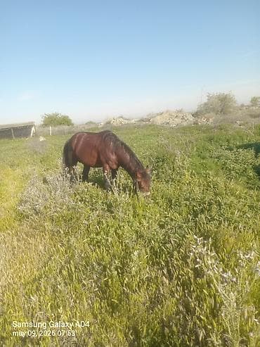 pony atlar: Erkək, il: 5, Ünvandan götürmə — 2