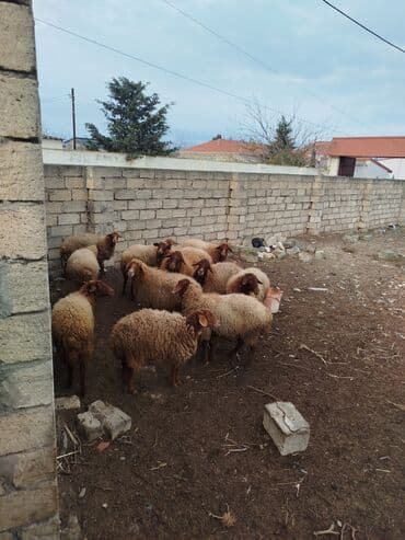 bala keçi: Qoyun sürüsü – ədədlik və ya birlikdə - Yerli ətlik/yunlu tipli — 3
