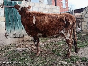 Balıqlar: Salam heyvan Qubadadı real alıcı olsa qiymətdə razılaşmaq olar May — 3