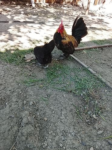 qus iran: Toyuq, Damazlıq — 4