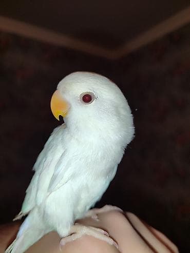 Litino Və Albino sevda papuqayları satılır 2 aylıq aktiv quşdular elə