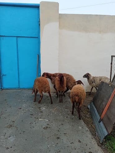 sirin dovsan sekilleri: Dişi, Qala, il: 1, 50 kq, Damazlıq, Ünvandan götürmə — 4