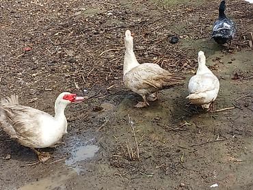 Salam qara tek erkey 40 manat ag erkey 30 mat ag disiler 20 manat isde