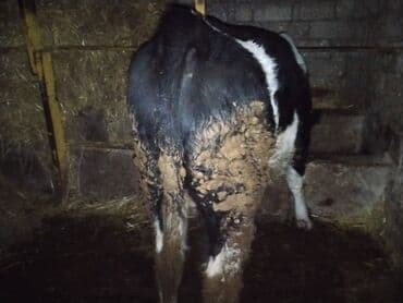 berde mal bazari: Satılır: qarışıq cins qara-ağ erkək buzov Xüsusiyyətlər: - Cins tipi — 5