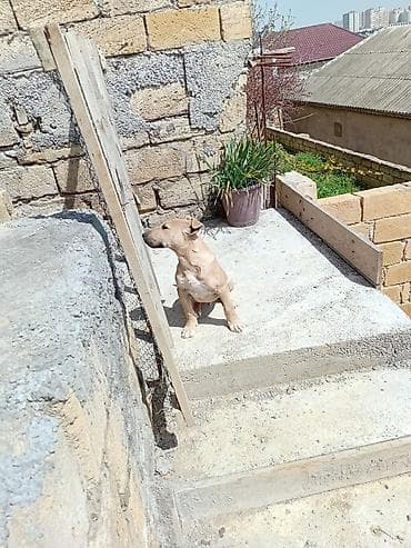 Salam Pitbul terier və bull terier balası qarışıq bala satılır
