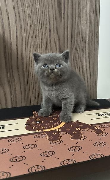 itlər bala: Şotland yastı qulaq, Dişi — 3