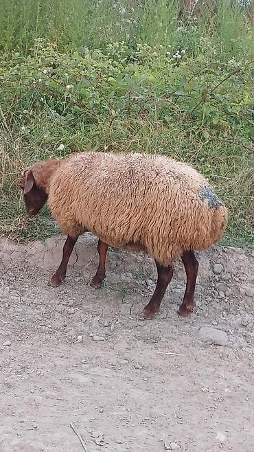 cucə və xoruz: Dişi, il: 2, 30 kq, Damazlıq, Ünvandan götürmə — 2