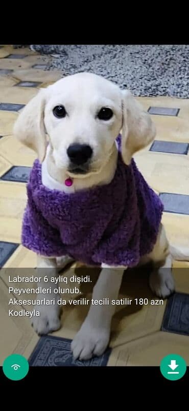 samoyed qiyməti: 3 ay, Dişi, Peyvəndli — 18