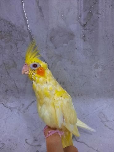 Korellalar 3ayliq, tam elee oyrewdirilib, adlar qoyulub 4ay zamaninda — 3