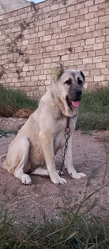 чобан ити: Кангал, 3 годa, Самка — 2