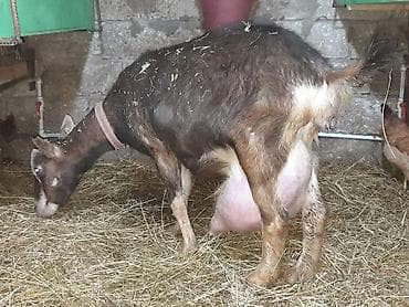 heyvan satisi: Südlük keçilər – sağlam, məhsuldar sürü Salam şəkillərdə görünən — 8