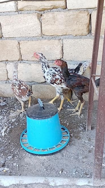 hamster near me: Toyuq cücələri, Damazlıq — 2