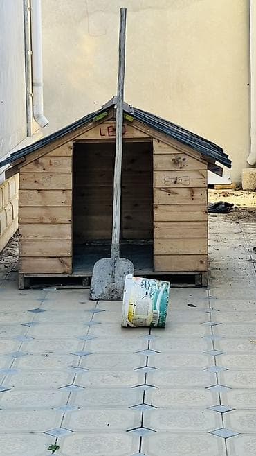 dişi xaski: Rotveyler, 7 ay, Erkek, Ünvandan götürmə — 6