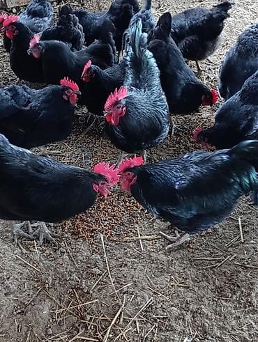 K/t heyvanları üçün mallar: Toyuq, Damazlıq — 2