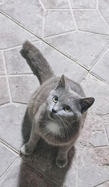 ucuz pudel: Rus mavi, Dişi, Yaxşı əllərə, Ödənişli çatdırılma — 2