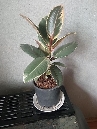 ürək gül şəkilləri: Fikus bitkisi — 3