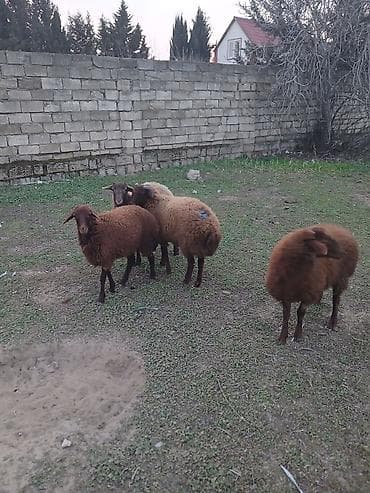 quzu qarni: Quzu – 3 baş satiram 2 erkek bir dişidi — 10