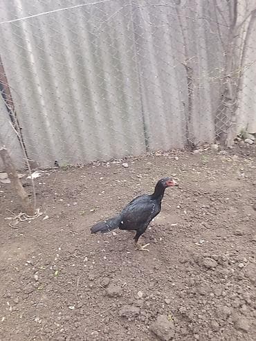 Kənd təsərrüfatı quşları: Salam Gəncədədi xoruz 500 qram fərə 800 qram Yakido Yapon dekorativ — 4