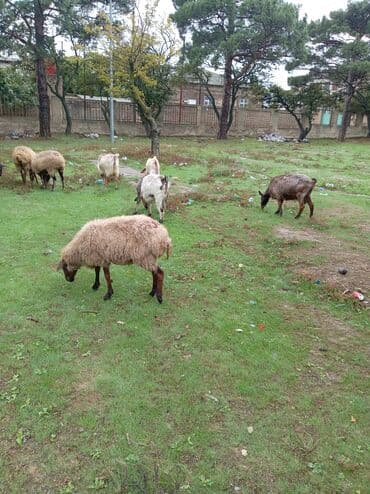 çəpiş əti: Dişi, Zanen, Alpine, Hələb, il: 1, 23 kq, Ətlik, Damazlıq, Südlük, Ödənişli çatdırılma — 4