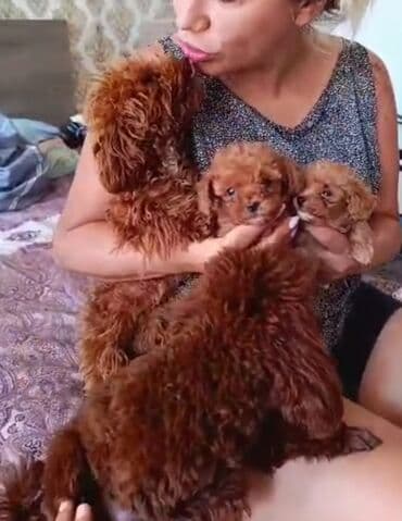 toy budel: Pudel, 3 ay, Erkek, Peyvəndli, Ünvandan götürmə — 17