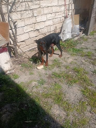 zvanok itleri: Doberman — 1