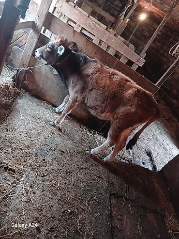 itlerin satisi bakida: Dana, buzov, Erkək, ay: 5, Damazlıq — 4