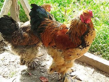 Brahma Gold təmiz cins xoruz verə cütlüyü satılır yumurtaya düşüb real