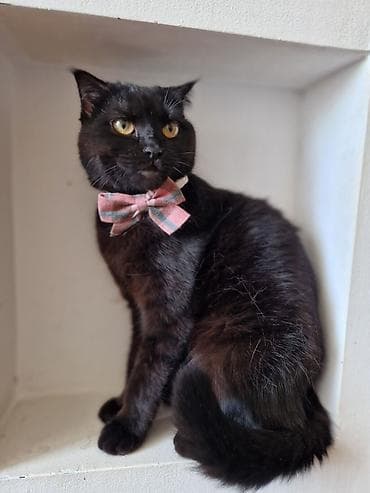 Quşlar: Dişi, Yaxşı əllərə, Pulsuz çatdırılma — 4