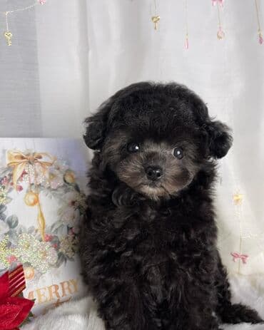 pudeler: Pudel, 2 ay, Erkek, Sənədli — 4