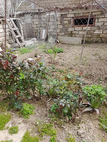 Bağ bitkiləri və kol fidanları - Gül (qızılgül) kolları – müxtəlif