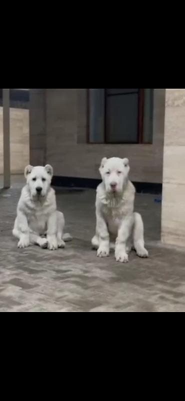 qusar heyvan satışı: Alabay, Peyvəndli — 4