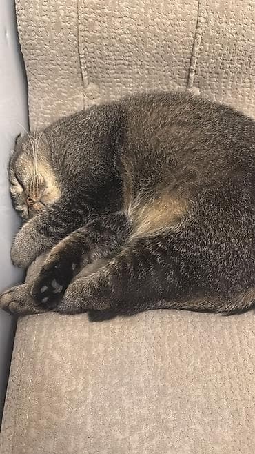 britaniya pişiyi: Şotland — 3