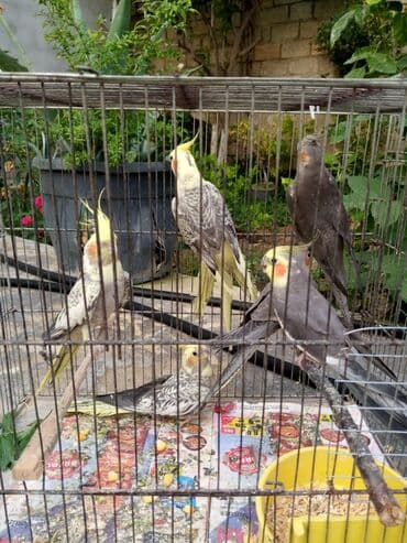 susar quşu: Oxuyan fittiyen korella Hazir bala var cut var əl qusu var — 2