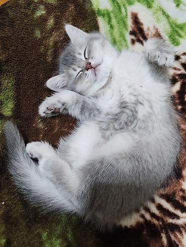 inek yemi: Britan, Dişi, Yaxşı əllərə, Ünvandan götürmə — 7