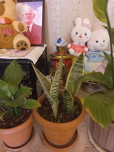 Otaq bitkiləri – bir neçə növ saksıda - Spathiphyllum (Sülh zanbağı) — 1