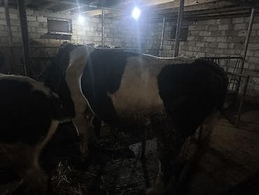 Salam. İvanovqa Öküzü 350 Kq Əti var 4 Yaşı Təzə olub — 4