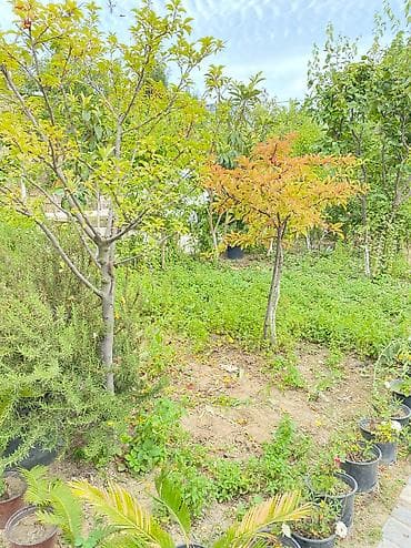 gencede satılan evler: Həyət evi Albalılıqda paket kupça 5sot 3 otaq real alıcıya endirim — 3